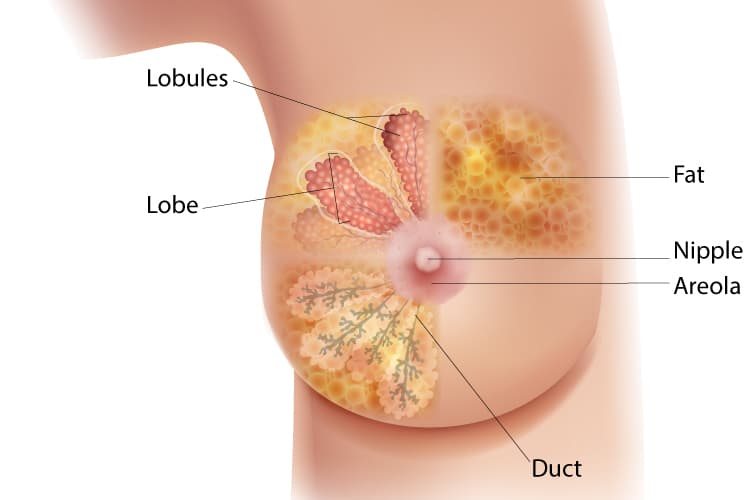 A Female Nipple